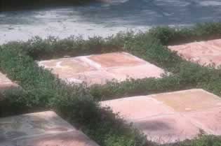 Rosy pink Satillo tiles planted with fragrant chamomile.