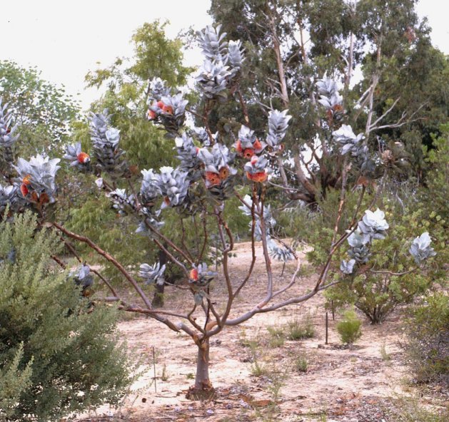 Plant photo of: Eucalyptus macrocarpa