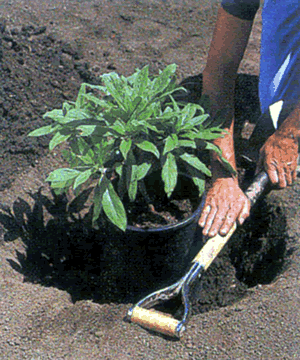 planting