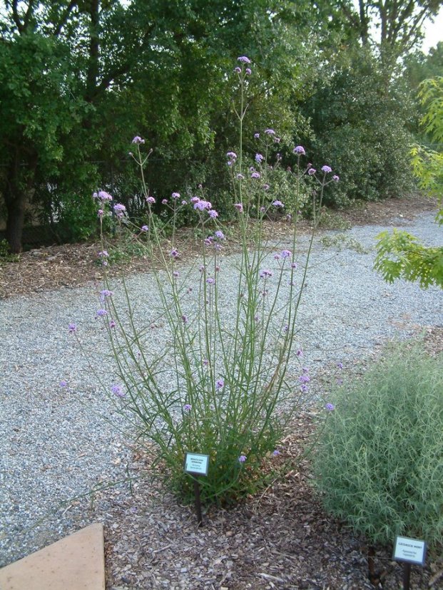 Plant photo of: Verbena bonariensis