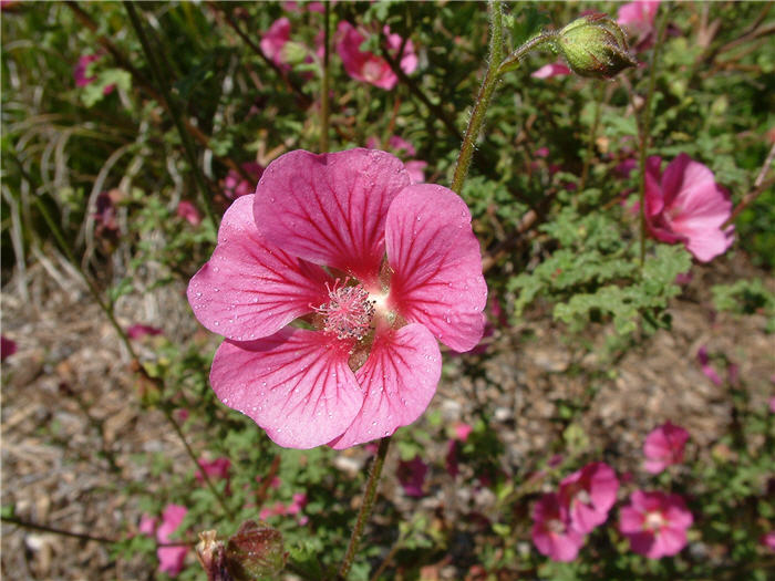 Plant photo of: Callirhoe involucrata