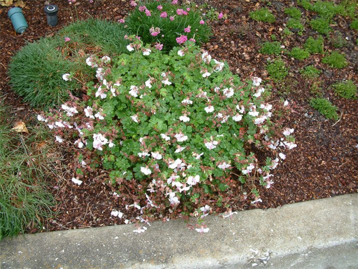 Plant photo of: Geranium X cantabrigiense 'Biokovo'