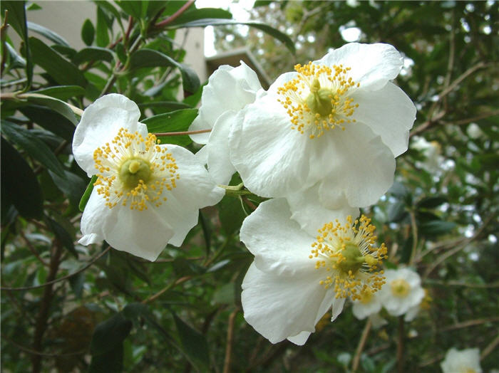 Plant photo of: Carpenteria californica