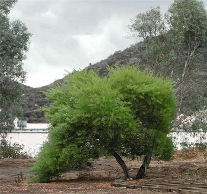 Golden Wattle