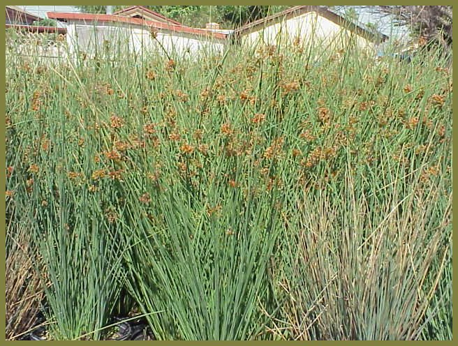 Juncus effusus pac. 'Quartz Creek'