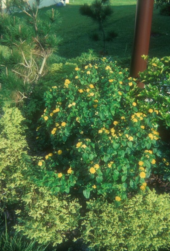 Yellow Bush Lantana