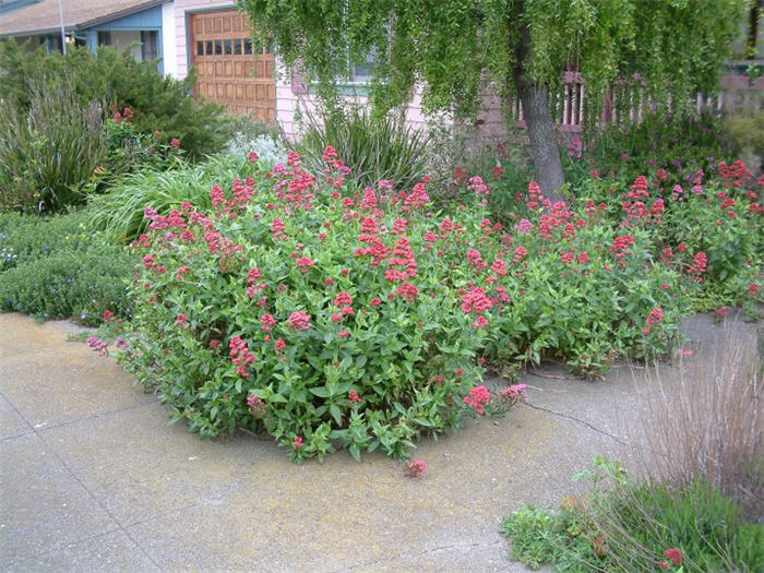 Plant photo of: Centranthus ruber