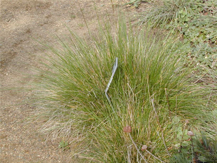 Plant photo of: Calamagrostis foliosa