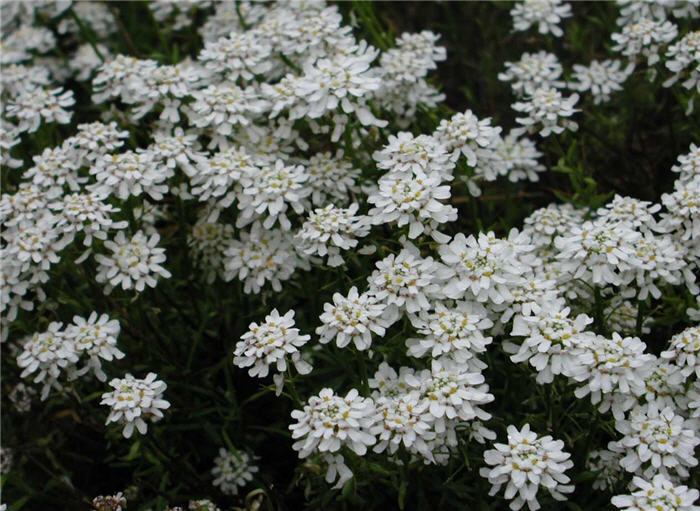 Plant photo of: Iberis sempervirens