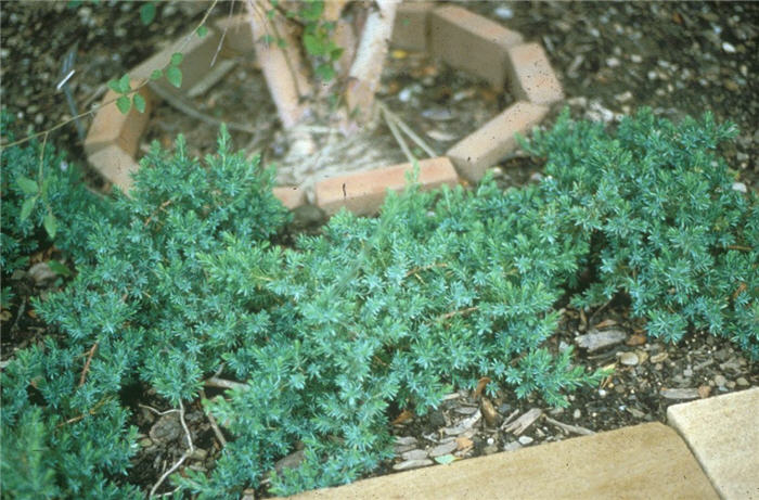 Juniperus conferta 'Blue Pacific'