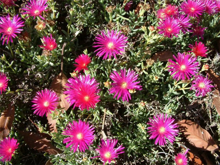 Trailing Ice Plant