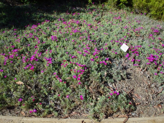 Plant photo of: Lampranthus spectabilis