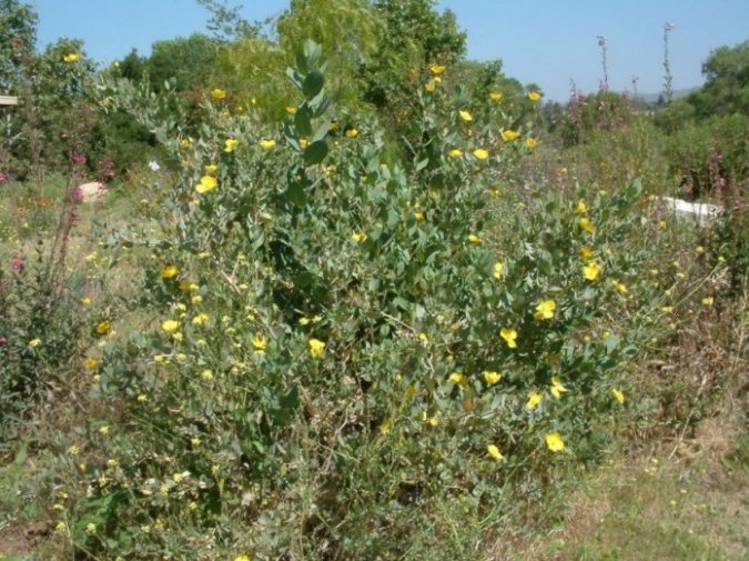 Plant photo of: Dendromecon harfordii