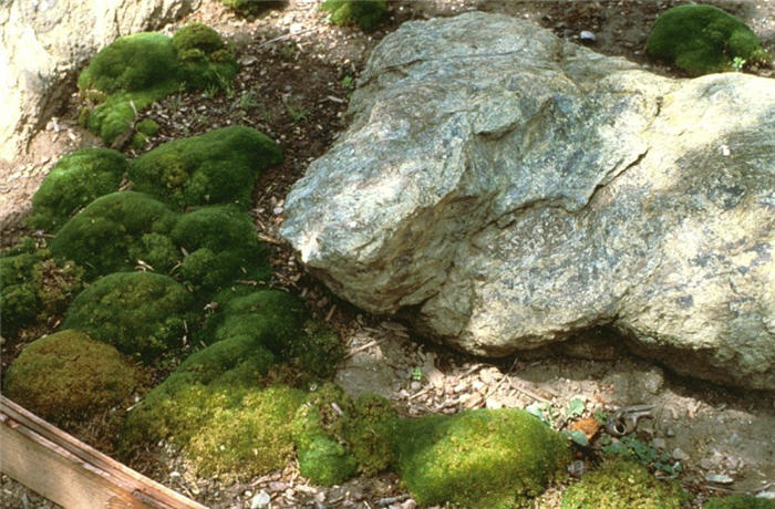 Plant photo of: Sagina subulata