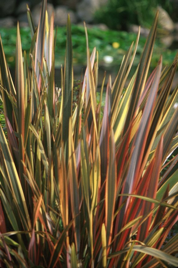 Phormium tenax 'Rainbow Warrior'