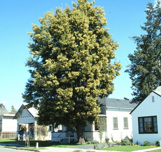 Acacia melanoxylon