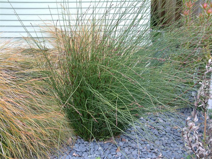 Chondropetalum tectorum