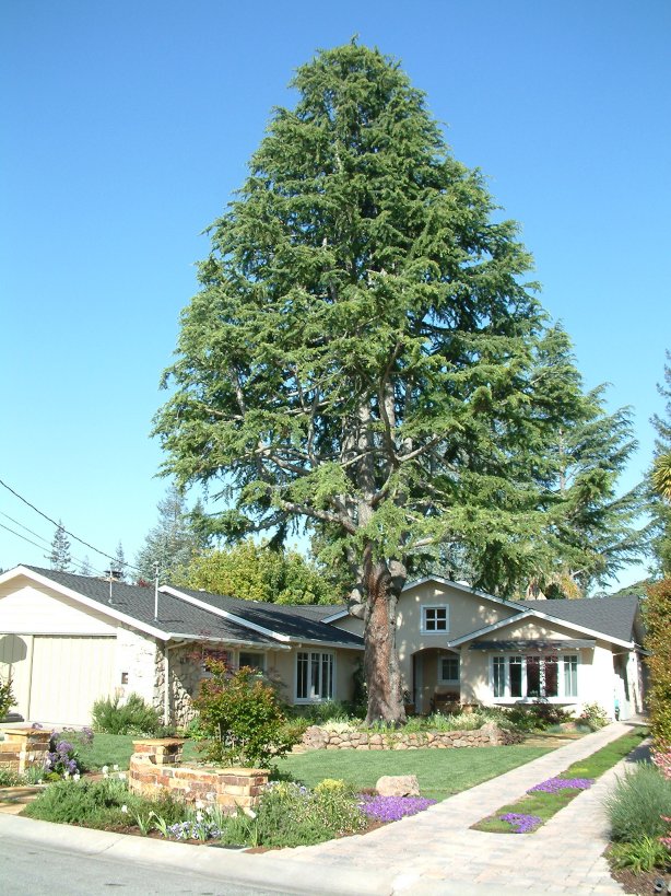 Cedrus atlantica