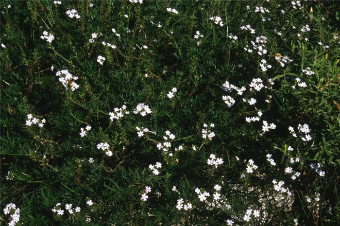 Verbena