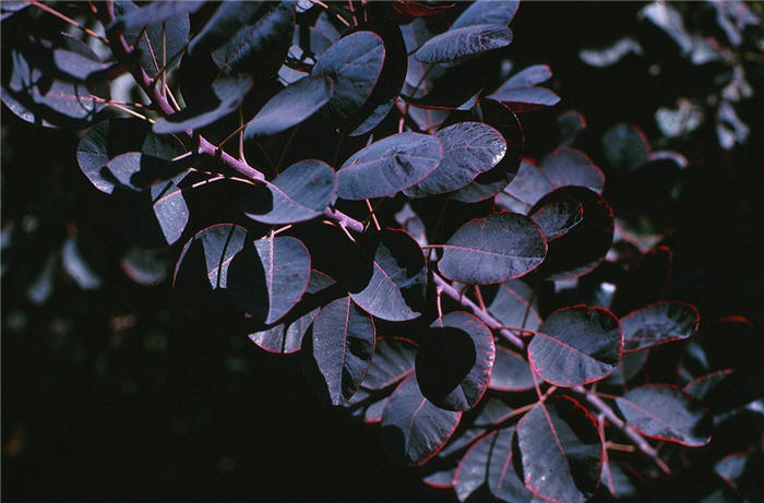 Plant photo of: Cotinus coggygria 'Royal Purple'