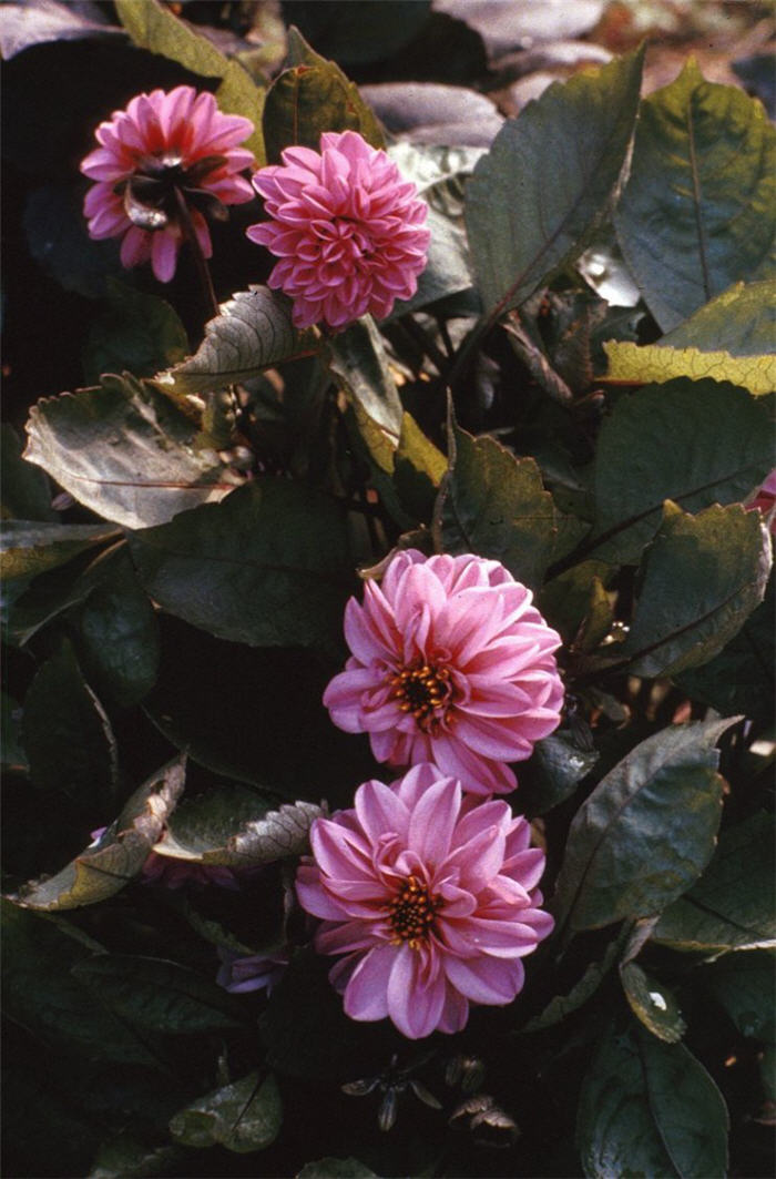 Merck Dahlia