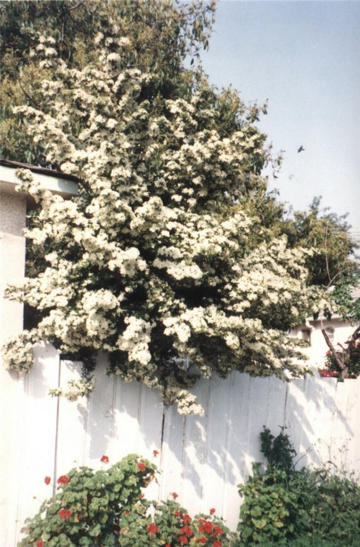 Pyracantha coccinea 'Forest Hills'