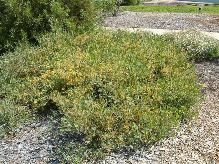 Acacia redolens