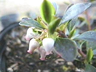 Arctostaphylos uva-ursi 'Point Reyes'