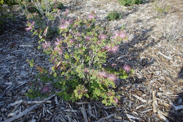 Plant photo of: Calliandra eriophylla