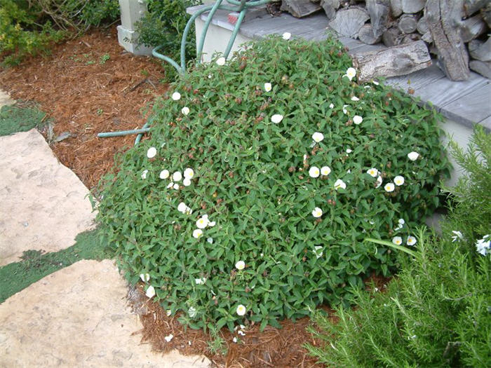 Cistus salviifolius