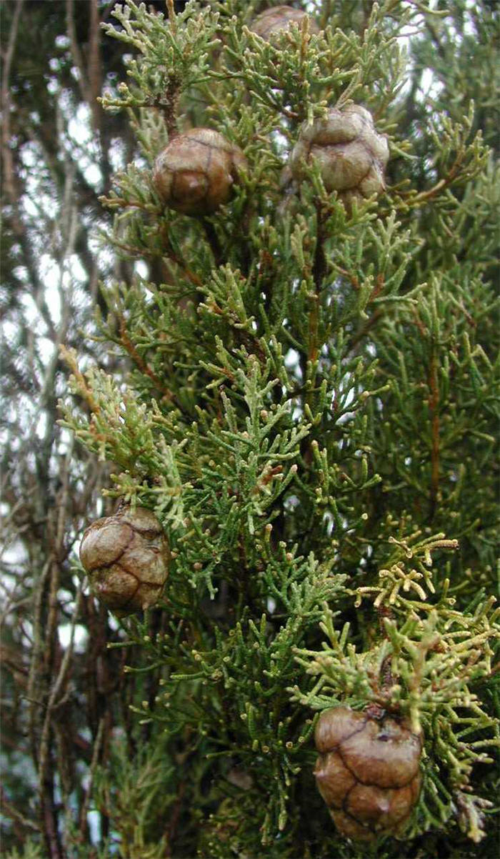 Plant photo of: Cupressus sempervirens 'Stricta'