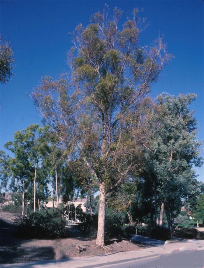 Eucalyptus cladocalyx