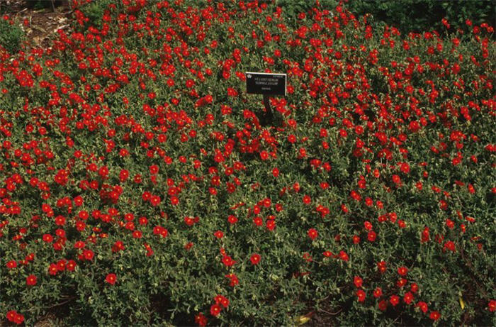 Helianthemum nummularium