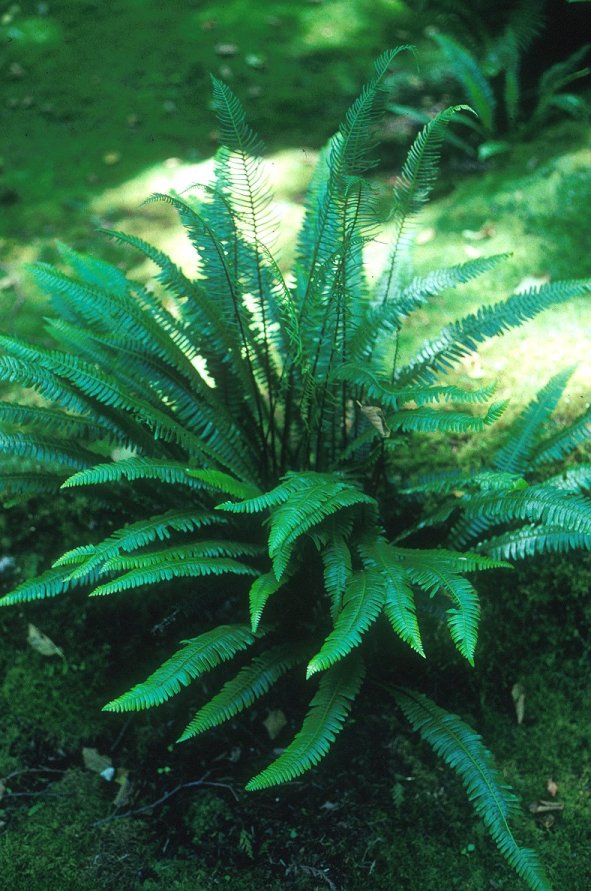 Deer Fern