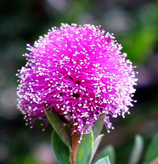 Melaleuca nesophila