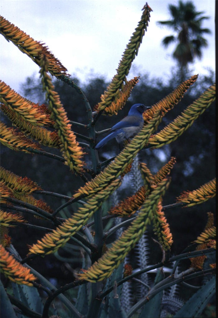 Plant photo of: Aloe marlothii