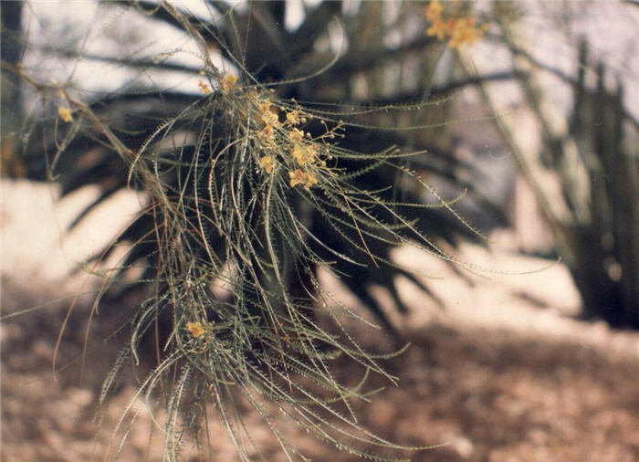 Plant photo of: Parkinsonia aculeata