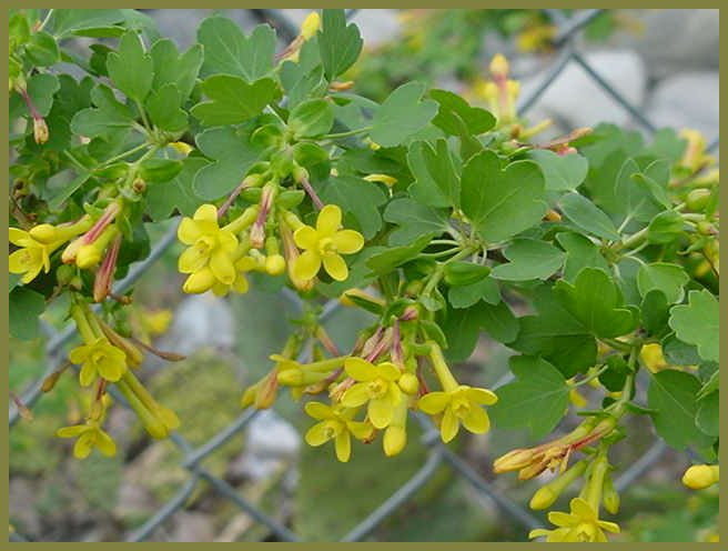 Ribes aureum