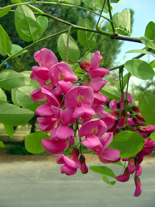 Plant photo of: Robinia ambigua 'Idahoensis'