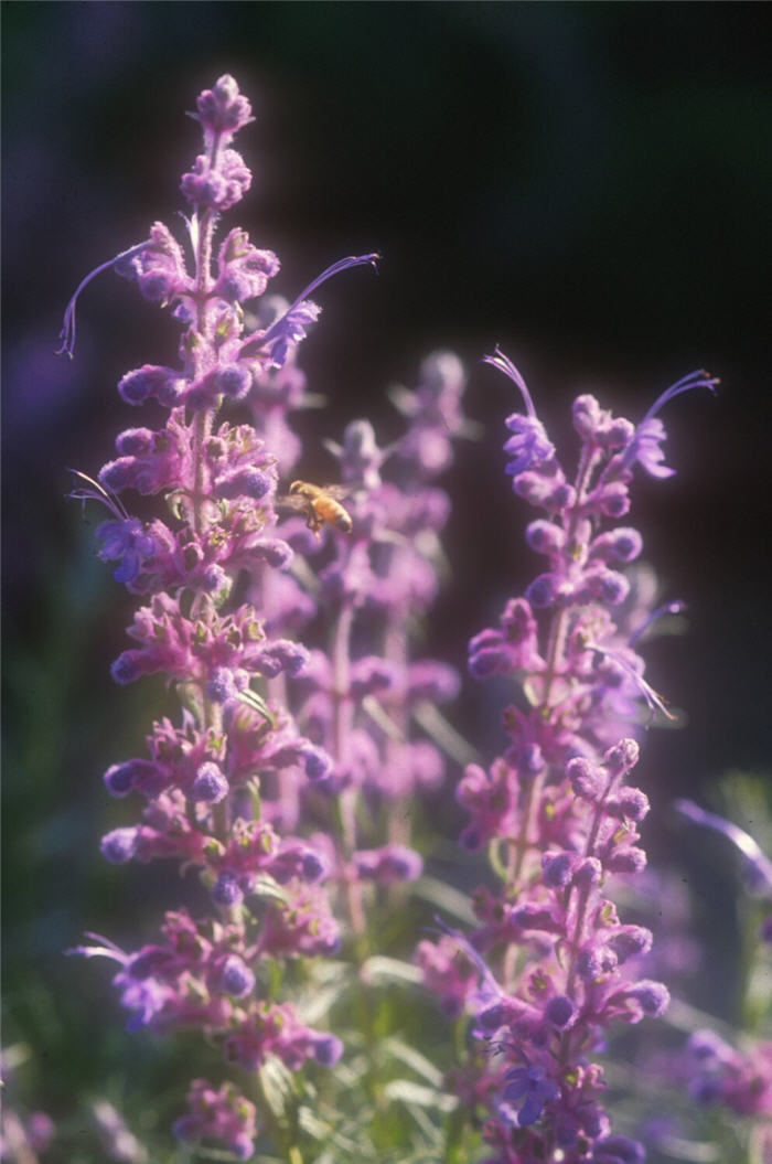 Plant photo of: Trichostema lanatum