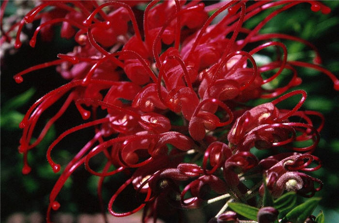 Grevillea 'Canberra'