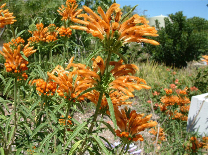 Plant photo of: Leonotis leonorus