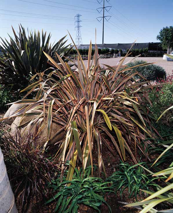 Plant photo of: Phormium 'Sundowner'