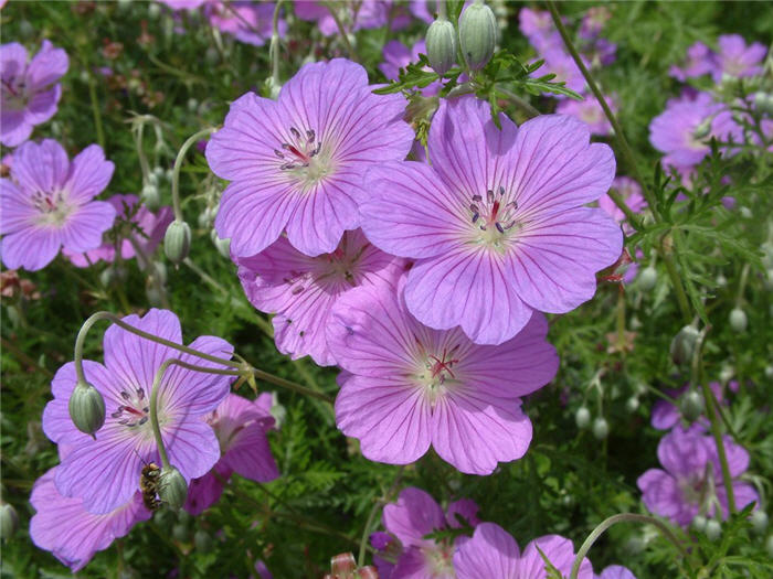 Geranium incanum