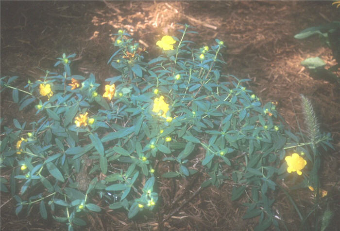 Hypericum frondosum 'Sunburst'