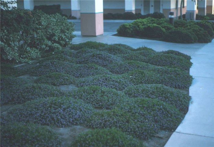 Plant photo of: Scaevola 'Mauve Clusters'