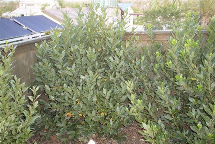 Laurus noblis  'Saratoga'