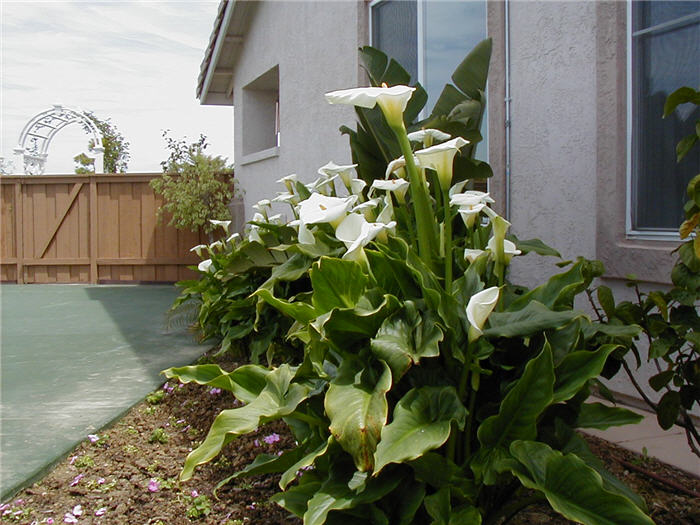 Plant photo of: Zantedeschia aethiopica