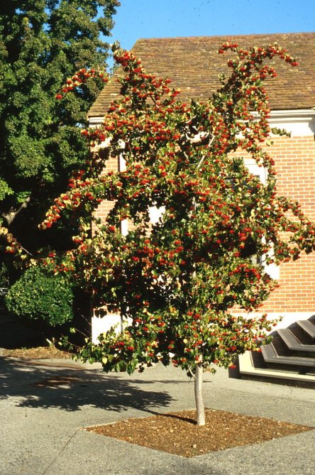 Plant photo of: Crataegus phaenopyrum