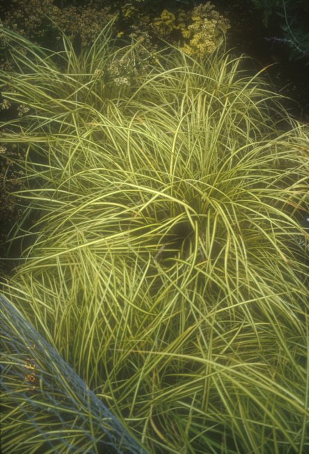 Carex stricta